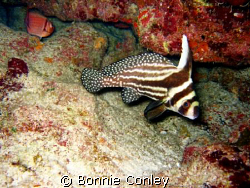 Spotted Drum seen in Grand Cayman August 2008.  Photo tak... by Bonnie Conley 
